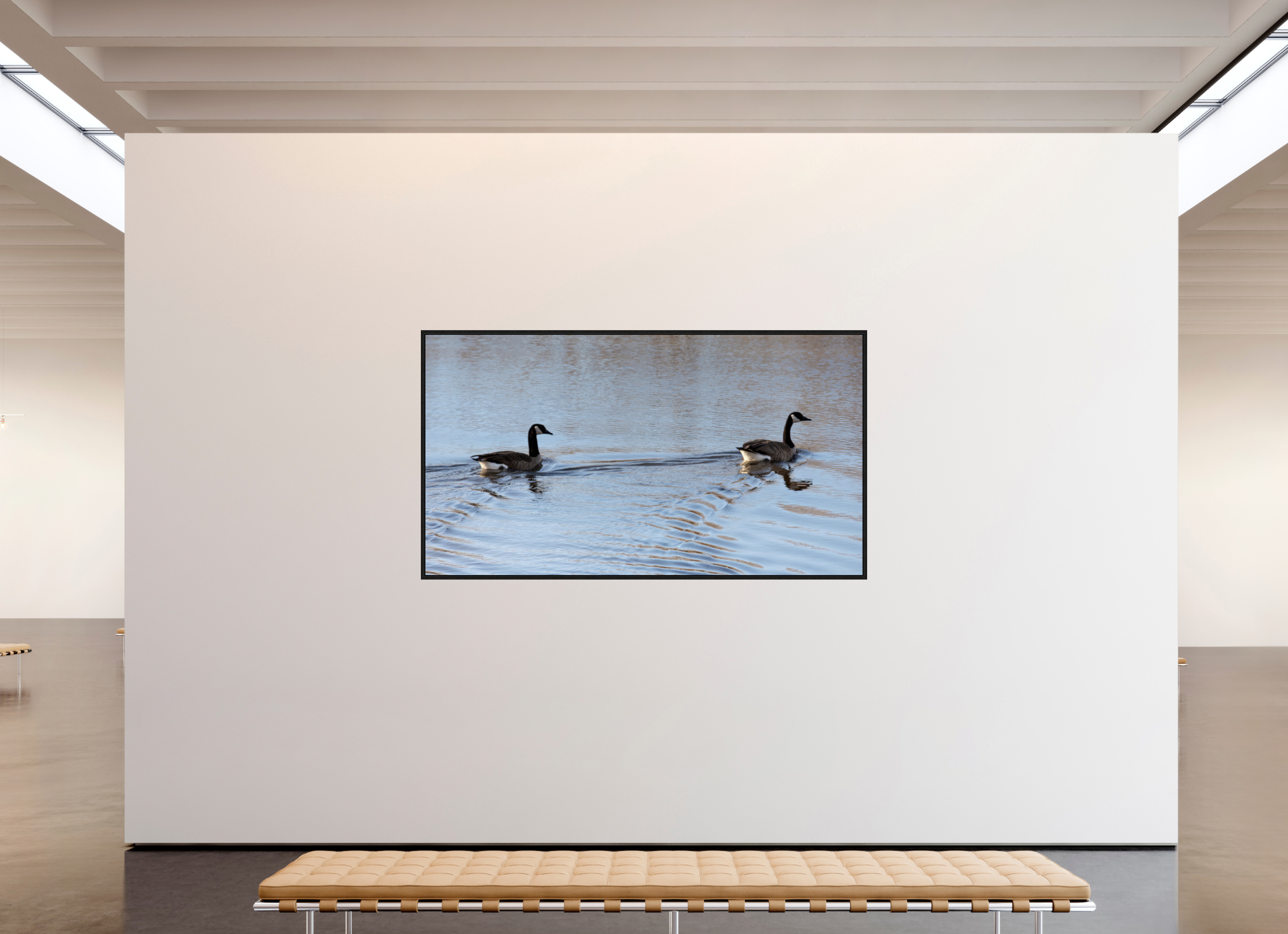 85.5 x 47″, Floater Frame Duck Duo