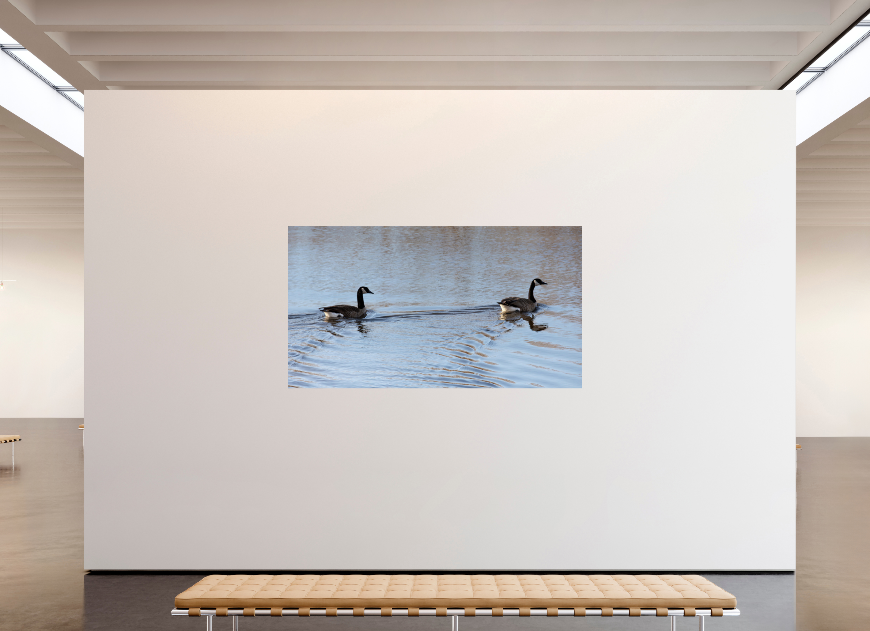 85.5 x 47″, Photo Print Under Acrylic Glass Duck Duo